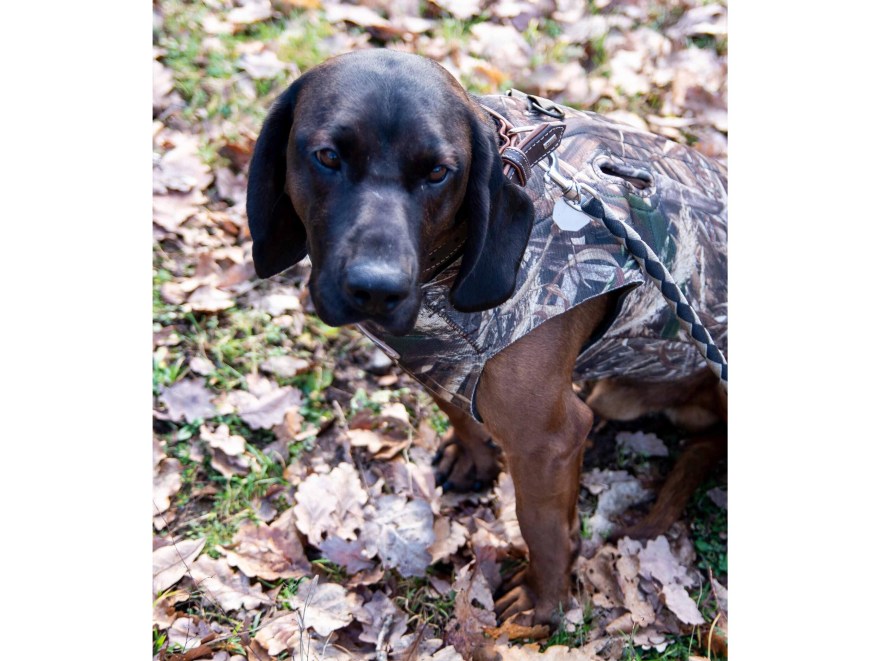 Picture of: Avery Sporting Dog Boater’s Hundeparka