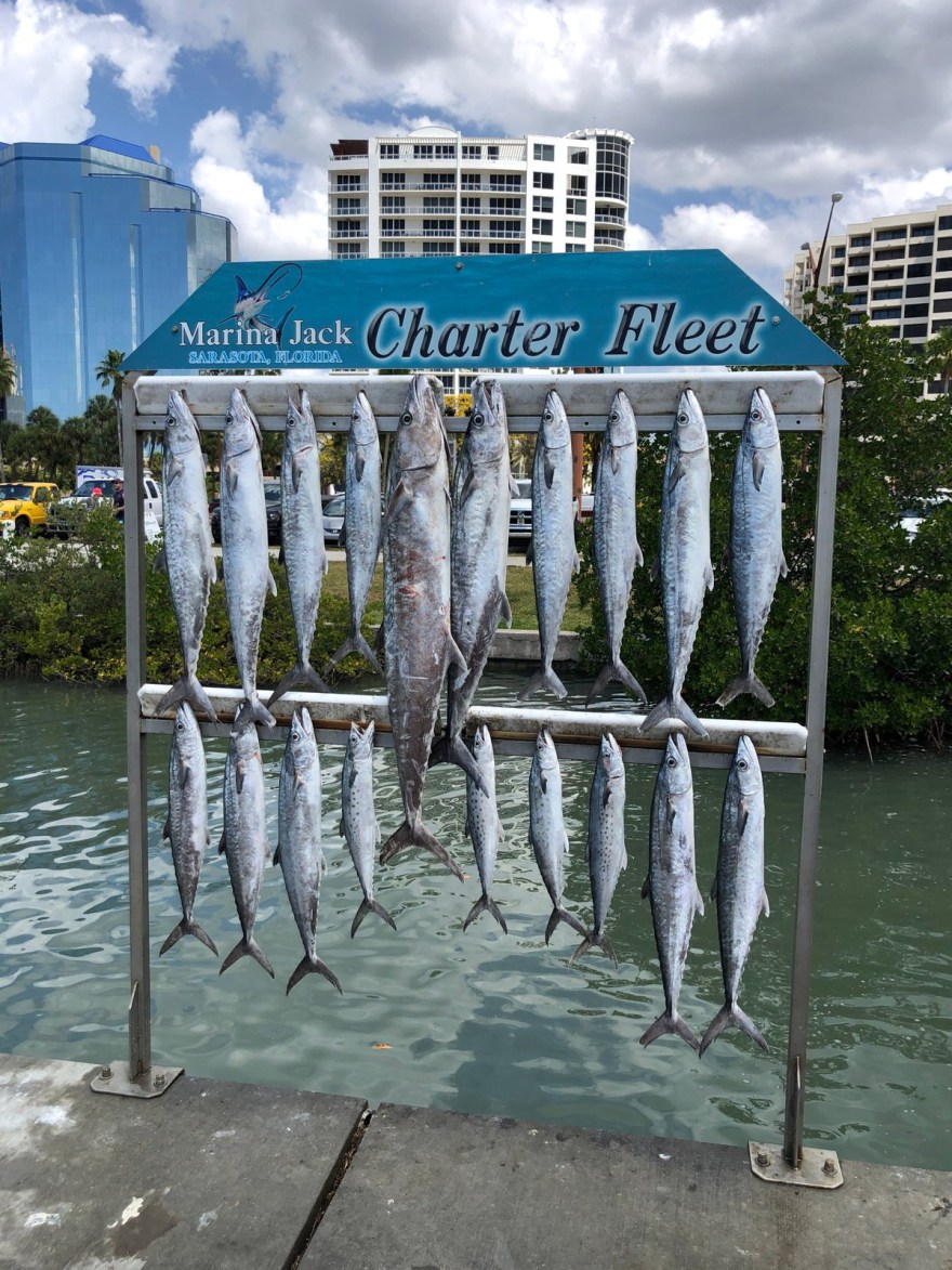 Picture of: Outriggers Sport Fishing Charters (Sarasota) – All You Need to